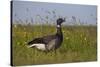 Brent Goose (Branta Bernicla) Standing in Field with Yellow Flowers, Texel, Netherlands, May 2009-Peltomäki-Stretched Canvas