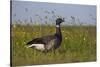 Brent Goose (Branta Bernicla) Standing in Field with Yellow Flowers, Texel, Netherlands, May 2009-Peltomäki-Stretched Canvas