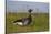 Brent Goose (Branta Bernicla) Standing in Field with Yellow Flowers, Texel, Netherlands, May 2009-Peltomäki-Stretched Canvas