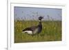 Brent Goose (Branta Bernicla) Standing in Field with Yellow Flowers, Texel, Netherlands, May 2009-Peltomäki-Framed Photographic Print