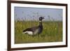 Brent Goose (Branta Bernicla) Standing in Field with Yellow Flowers, Texel, Netherlands, May 2009-Peltomäki-Framed Photographic Print