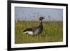 Brent Goose (Branta Bernicla) Standing in Field with Yellow Flowers, Texel, Netherlands, May 2009-Peltomäki-Framed Photographic Print