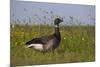 Brent Goose (Branta Bernicla) Standing in Field with Yellow Flowers, Texel, Netherlands, May 2009-Peltomäki-Mounted Photographic Print