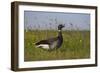 Brent Goose (Branta Bernicla) Standing in Field with Yellow Flowers, Texel, Netherlands, May 2009-Peltomäki-Framed Photographic Print