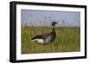 Brent Goose (Branta Bernicla) Standing in Field with Yellow Flowers, Texel, Netherlands, May 2009-Peltomäki-Framed Photographic Print