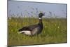 Brent Goose (Branta Bernicla) Standing in Field with Yellow Flowers, Texel, Netherlands, May 2009-Peltomäki-Mounted Photographic Print