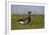 Brent Goose (Branta Bernicla) Standing in Field with Yellow Flowers, Texel, Netherlands, May 2009-Peltomäki-Framed Photographic Print