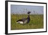 Brent Goose (Branta Bernicla) Standing in Field with Yellow Flowers, Texel, Netherlands, May 2009-Peltomäki-Framed Photographic Print