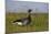 Brent Goose (Branta Bernicla) Standing in Field with Yellow Flowers, Texel, Netherlands, May 2009-Peltomäki-Mounted Photographic Print