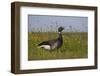 Brent Goose (Branta Bernicla) Standing in Field with Yellow Flowers, Texel, Netherlands, May 2009-Peltomäki-Framed Photographic Print