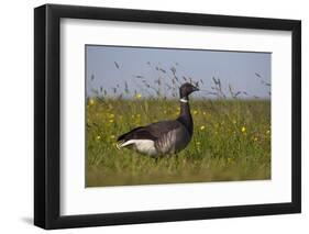 Brent Goose (Branta Bernicla) Standing in Field with Yellow Flowers, Texel, Netherlands, May 2009-Peltomäki-Framed Photographic Print