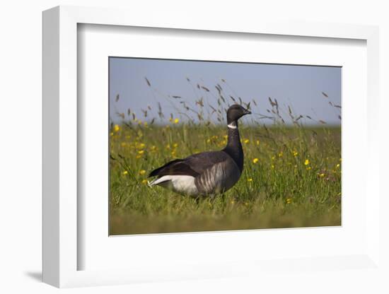 Brent Goose (Branta Bernicla) Standing in Field with Yellow Flowers, Texel, Netherlands, May 2009-Peltomäki-Framed Photographic Print