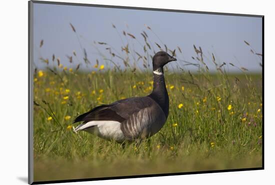 Brent Goose (Branta Bernicla) Standing in Field with Yellow Flowers, Texel, Netherlands, May 2009-Peltomäki-Mounted Photographic Print