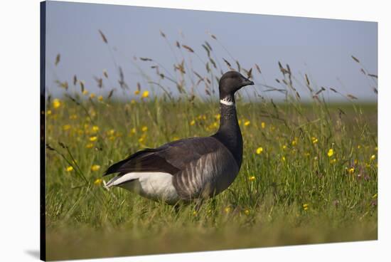 Brent Goose (Branta Bernicla) Standing in Field with Yellow Flowers, Texel, Netherlands, May 2009-Peltomäki-Stretched Canvas