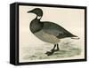 Brent Goose-Beverley R. Morris-Framed Stretched Canvas