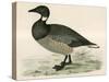 Brent Goose-Beverley R. Morris-Stretched Canvas