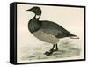 Brent Goose-Beverley R. Morris-Framed Stretched Canvas