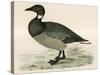 Brent Goose-Beverley R. Morris-Stretched Canvas