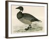 Brent Goose-Beverley R. Morris-Framed Giclee Print