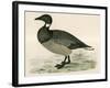 Brent Goose-Beverley R. Morris-Framed Giclee Print