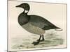 Brent Goose-Beverley R. Morris-Mounted Giclee Print