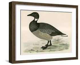 Brent Goose-Beverley R. Morris-Framed Giclee Print