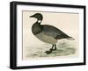 Brent Goose-Beverley R. Morris-Framed Giclee Print