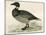 Brent Goose-Beverley R. Morris-Mounted Giclee Print