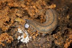 New Zealand Peripatus - Velvet Worm (Peripatoides Novaezealandiae) Spitting Out a Sticky Trap-Brent Stephenson-Photographic Print