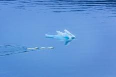 Polar Bear (Ursus Maritimus) Mother and Large Second Year Cub Swim across Calm Water-Brent Stephenson-Photographic Print