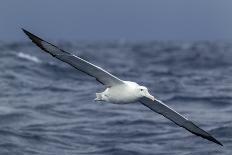 Southern Royal Albatross (Diomedea Epomophora) Flying Low over the Sea-Brent Stephenson-Photographic Print
