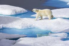 Polar Bear (Ursus Maritimus) Mother and Large Second Year Cub Swim across Calm Water-Brent Stephenson-Photographic Print