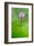 Brescia,Lombardy,Italy.  An orchid Orchis Simia spontaneous recovery in Brescia countryside-ClickAlps-Framed Photographic Print