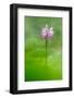 Brescia,Lombardy,Italy.  An orchid Orchis Simia spontaneous recovery in Brescia countryside-ClickAlps-Framed Photographic Print