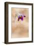 Brescia,Lombardy,Italy . The Pulsatilla is one of the first flowers blooming in the hills of Bresci-ClickAlps-Framed Photographic Print