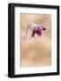 Brescia,Lombardy,Italy . The Pulsatilla is one of the first flowers blooming in the hills of Bresci-ClickAlps-Framed Photographic Print