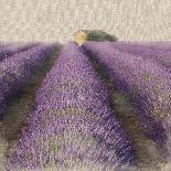 Lavender Field-Bret Staehling-Art Print
