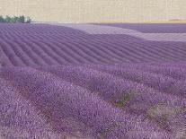 Lavender on Linen 1-Bret Staehling-Art Print