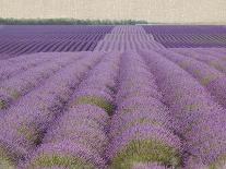 Tuscan Lavender-Bret Staehling-Art Print