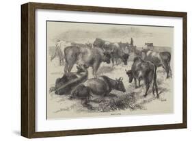 Breton Cattle-Harrison William Weir-Framed Giclee Print