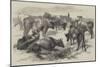 Breton Cattle-Harrison William Weir-Mounted Giclee Print