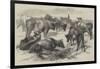 Breton Cattle-Harrison William Weir-Framed Giclee Print