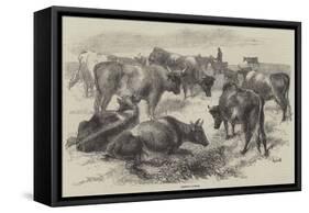 Breton Cattle-Harrison William Weir-Framed Stretched Canvas