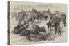 Breton Cattle-Harrison William Weir-Stretched Canvas