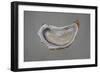 Breton Oyster 1-Lincoln Seligman-Framed Giclee Print