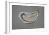 Breton Oyster 1-Lincoln Seligman-Framed Giclee Print