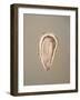 Breton Oyster 1-Lincoln Seligman-Framed Giclee Print