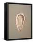 Breton Oyster 1-Lincoln Seligman-Framed Stretched Canvas