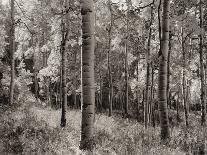 Birch Clearing-Brett Aniballi-Art Print