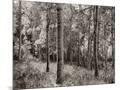 Wood Mount